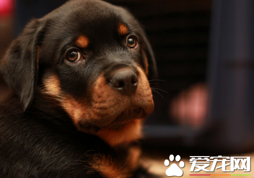 羅威納犬壽命有多長 平均壽命應該在9到11年