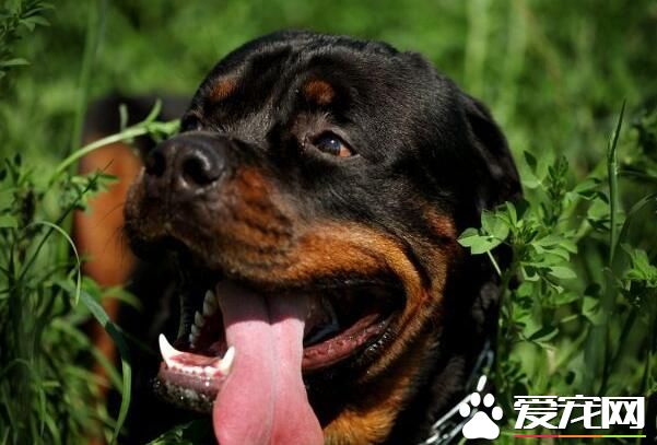 羅威納犬壽命有多長 平均壽命應該在9到11年