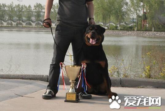 羅威納犬的復仇 世界上最具有勇氣和力量的犬種