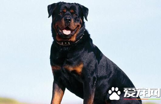 羅威納犬的介紹 羅威納犬外貌和性格特征