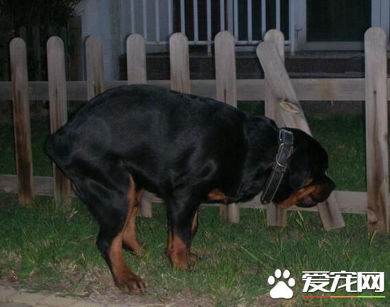 羅威納犬的歷史 這種犬屬於斗牛英犬類