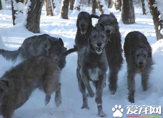 愛爾蘭獵狼犬和藏獒那個厲害 藏獒是凶猛的烈性犬