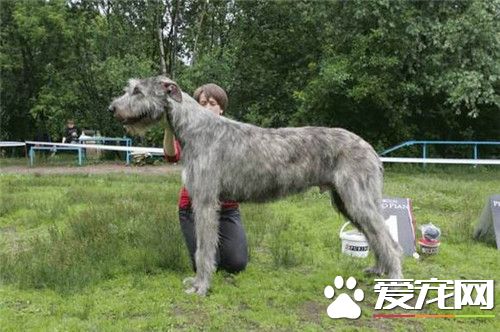 愛爾蘭獵狼犬多高 雄性身高在75到90厘米
