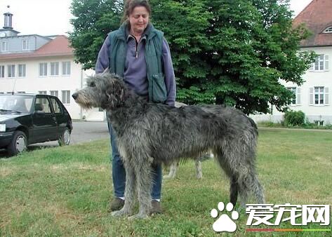 愛爾蘭獵狼犬多高 雄性身高在75到90厘米