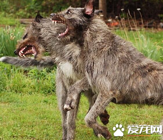 愛爾蘭獵狼犬的速度 愛爾蘭獵狼犬速度快而有力