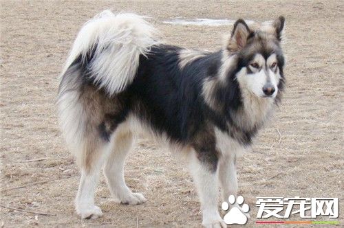 阿拉斯加雪橇犬標准 體格強健結實胸深且強壯