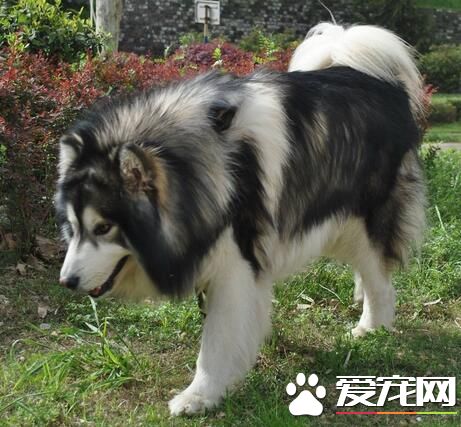 阿拉斯加雪橇犬戰斗力 阿拉斯加是大型犬