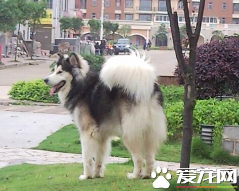 阿拉斯加雪橇犬戰斗力 阿拉斯加是大型犬