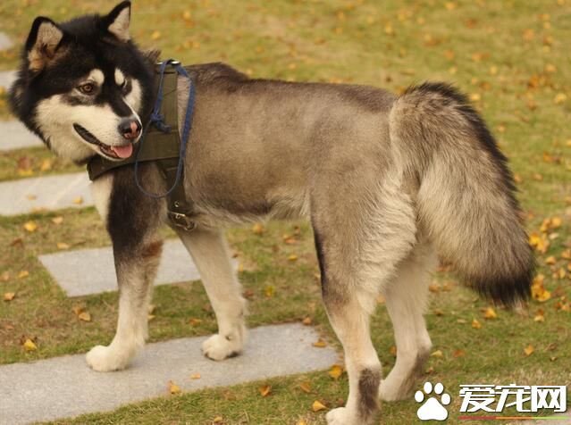阿拉斯加雪橇犬學狼叫 因為遺傳了狼的基因