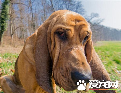尋血獵犬最大有多重 體重在36到41公斤