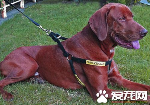 尋血獵犬的顏色 毛色為黑褐色赤褐色和紅色