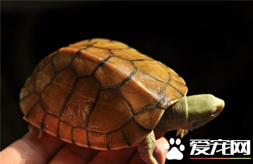 黃喉龜怎麼養 黃喉擬水龜的飼養管理及方法