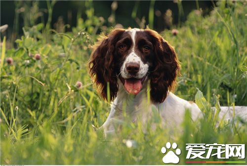 英國史賓格犬是古老的犬種 英國史賓格犬特征