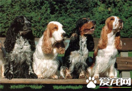 英國可卡犬最大長多大 一般體重在12到15公斤