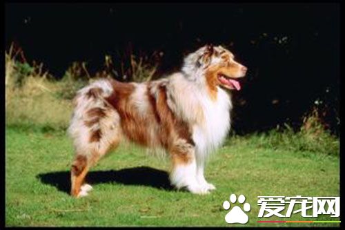 澳洲牧羊犬體重 澳洲牧羊犬的體重在16到32 公斤