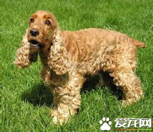 英國可卡犬有多大  公犬高40.6到43厘米