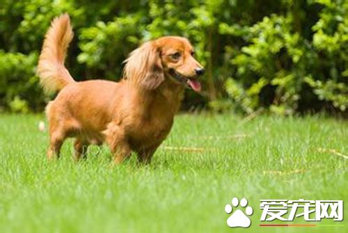 長毛臘腸犬介紹 長毛臘腸犬習性及飼養