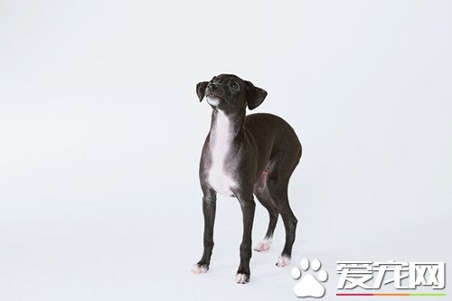 怎麼樣的靈缇犬最好 雄性的理想高度為19~22英寸