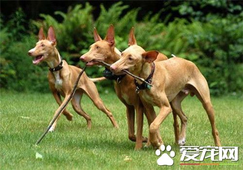 法老王獵犬智商 法老王獵犬是最古老的犬種