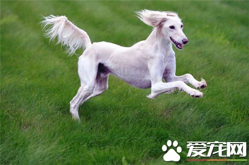 薩路基獵犬能跑多快 都說是世界上最快的狗