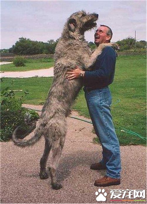 愛爾蘭獵狼犬有多大 愛爾蘭獵狼犬整體外貌