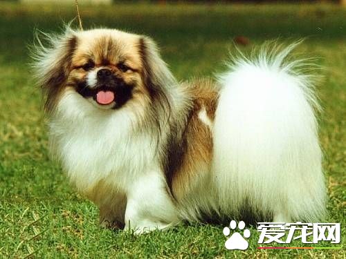 西藏獵犬掉毛程度 西藏獵犬掉毛情況不嚴重