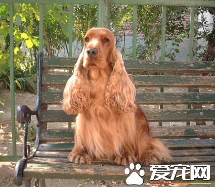英國可卡犬能長多大 公犬身高能長到39到41厘米