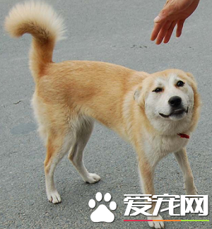 中華田園犬怎麼養 教你中華田園犬怎麼喂養