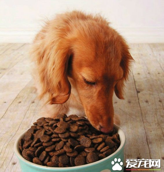 狗狗不吃干狗糧怎麼辦 不吃的原因有哪些