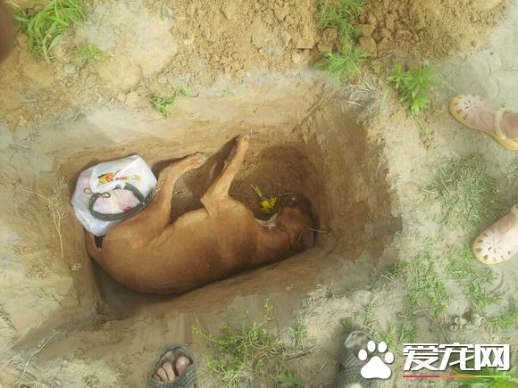 狗狗死了怎麼安慰 狗吃什麼食物會致命