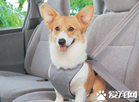 汽車上可以帶狗嗎 帶狗狗的注意事項