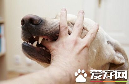 被狗咬傷後不能吃什麼 疫苗後很多食物不能吃