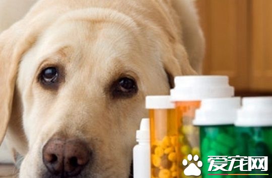 狗可以吃人的藥嗎 狗狗吃人類的藥有哪些影響