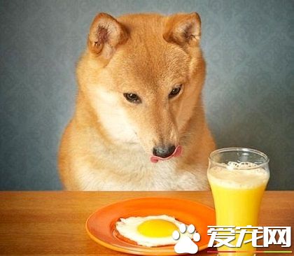狗可以吃蛋嗎 給它吃雞蛋需要注意什麼