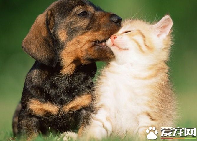狗為什麼咬貓 兩種動物生活習性不同