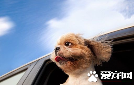 坐車可以帶寵物狗嗎 不同交通工具規定不同