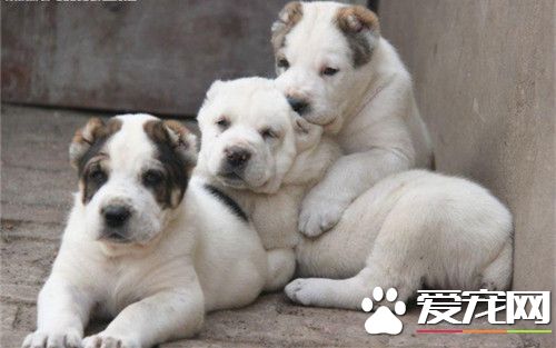中亞牧羊犬吃什麼 豬骨最容易給犬吸收