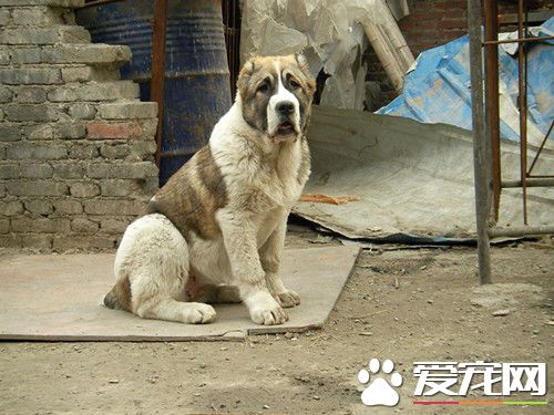 中亞牧羊犬喂養 喂以易消化吸收的食物
