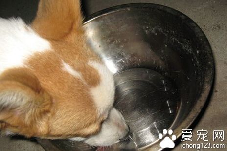 狗糧怎麼泡 需要大約在40-70度左右的溫水