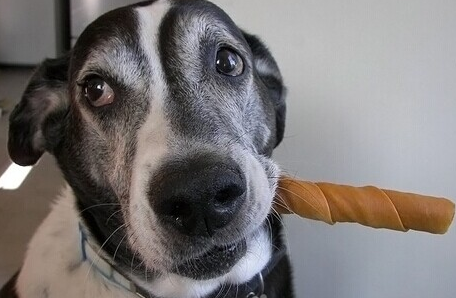 狗狗磨牙棒能吃嗎 一般來講是可以吃的