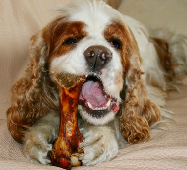 狗狗磨牙棒什麼時候用 在其長牙的時候用