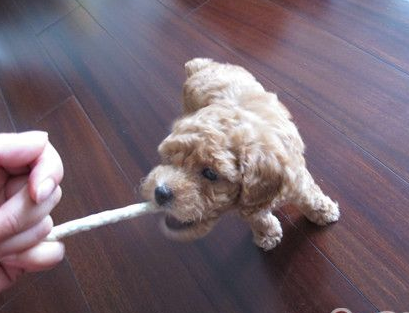 狗狗磨牙棒怎麼用 幼犬不建議吃膠類磨牙
