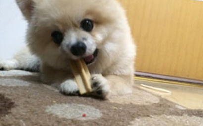 狗磨牙棒怎麼做 簡單的制作方法