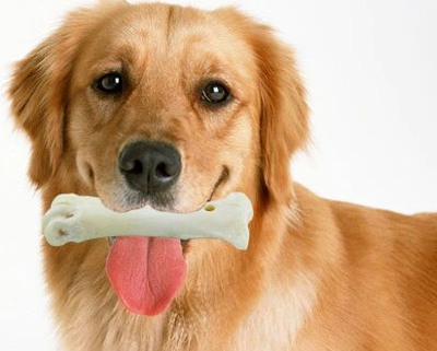 狗幾個月吃磨牙棒  一般在出生後20天左右