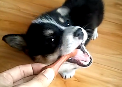 狗狗吃磨牙棒好嗎 既能當零食又能磨牙