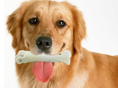 狗狗什麼牌子的磨牙棒好 磨牙棒的種類多