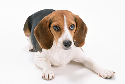 臘腸犬吃什麼 愛寵教您如何給臘腸犬吃的更健康