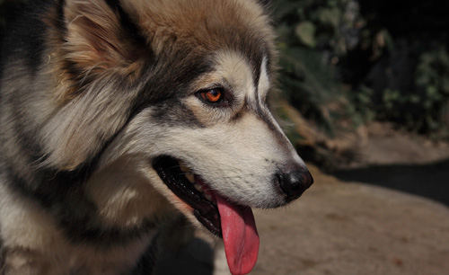 阿拉斯加雪橇犬怎麼喂 小犬不可食油膩食物