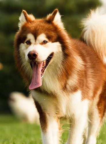 阿拉斯加雪橇犬吃什麼 犬糧是最均衡的營養食品