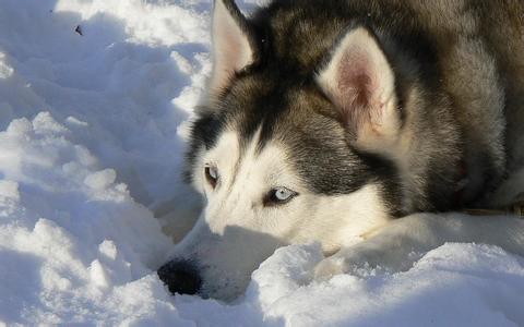 阿拉斯加雪橇犬特點 學會辨別小阿